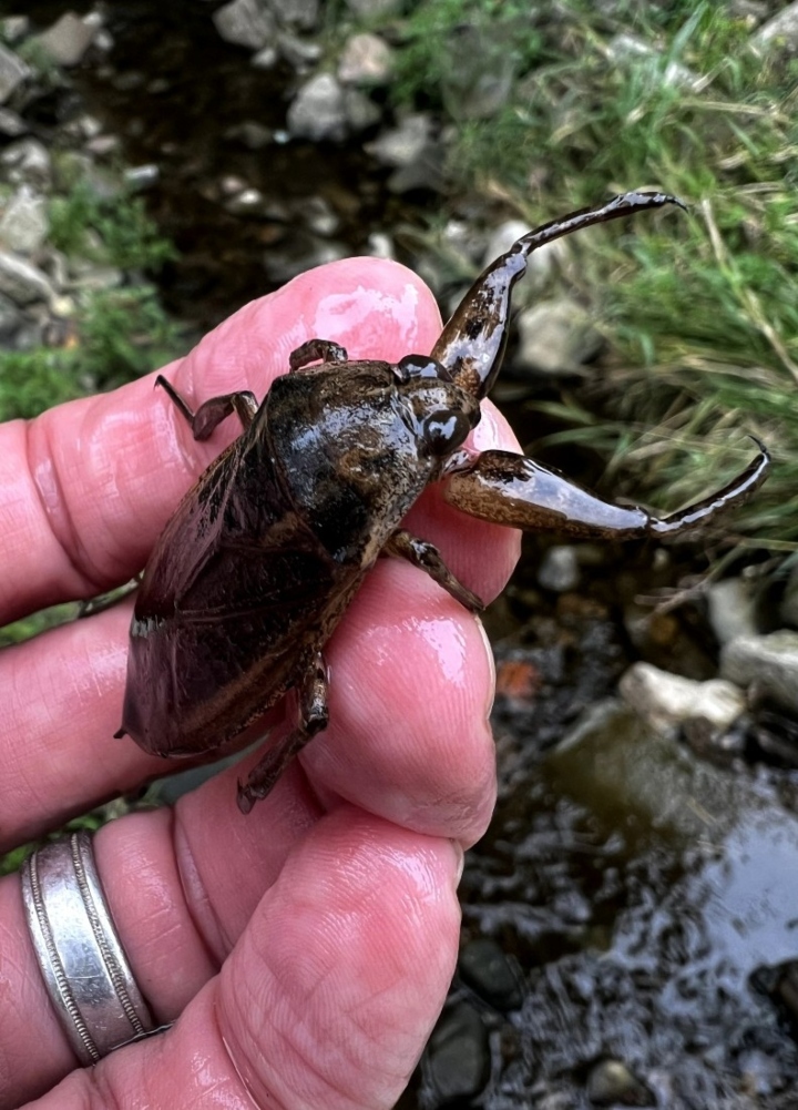 Eastern Toe-biter